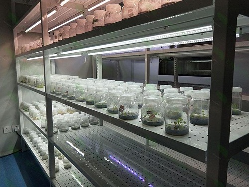 大化植物组织培养实验室设计建设方案